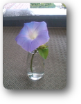奇跡の花 奇跡の花